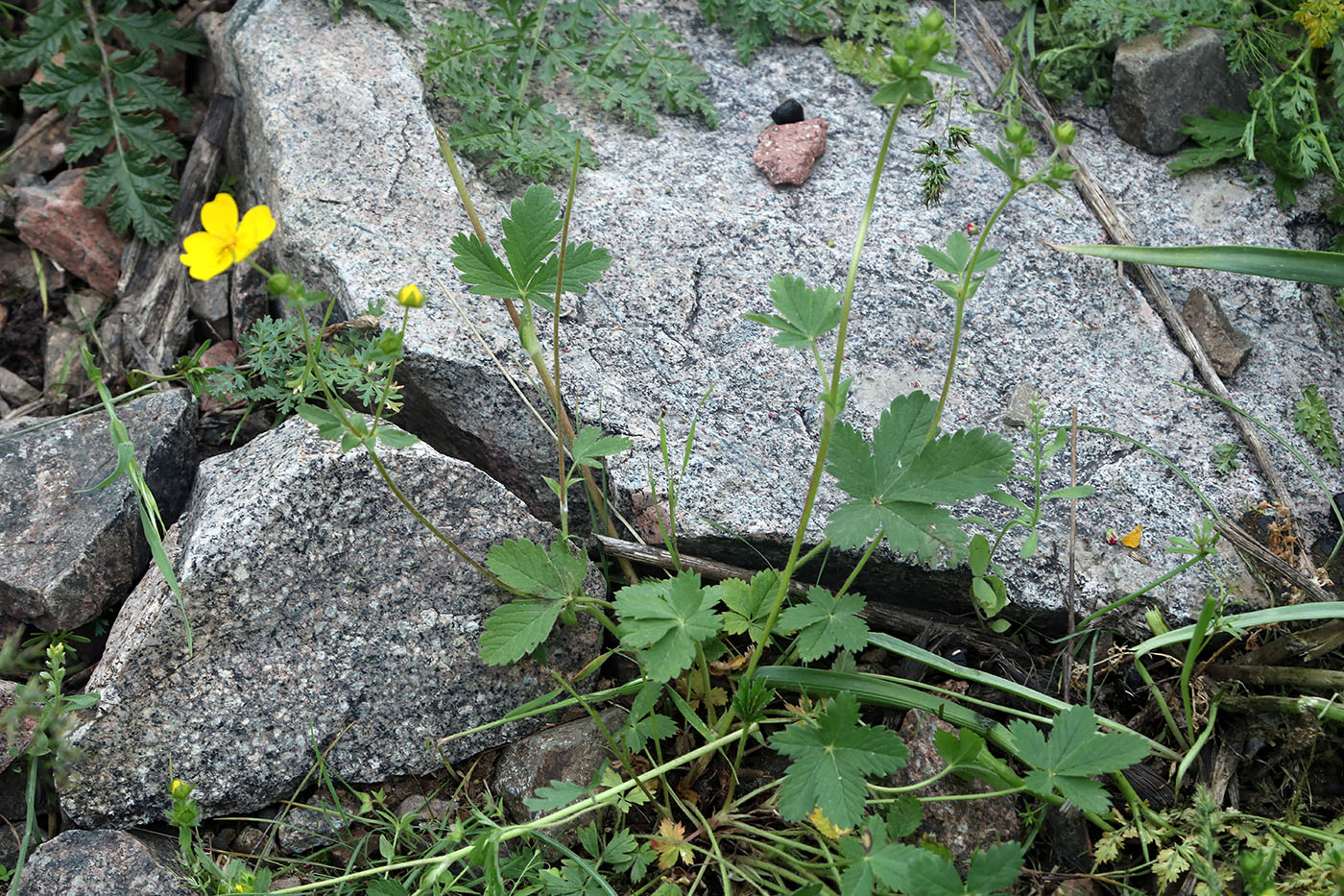 Image of Potentilla asiatica specimen.