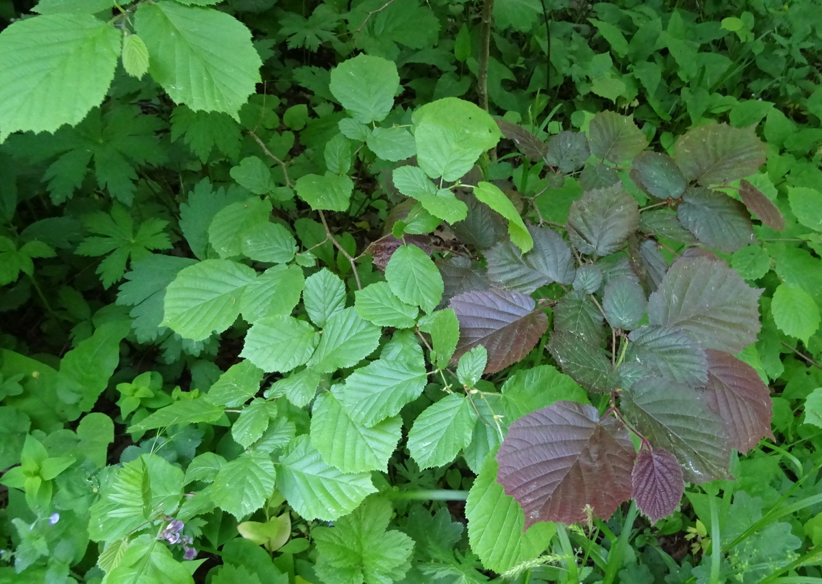 Image of Corylus avellana specimen.