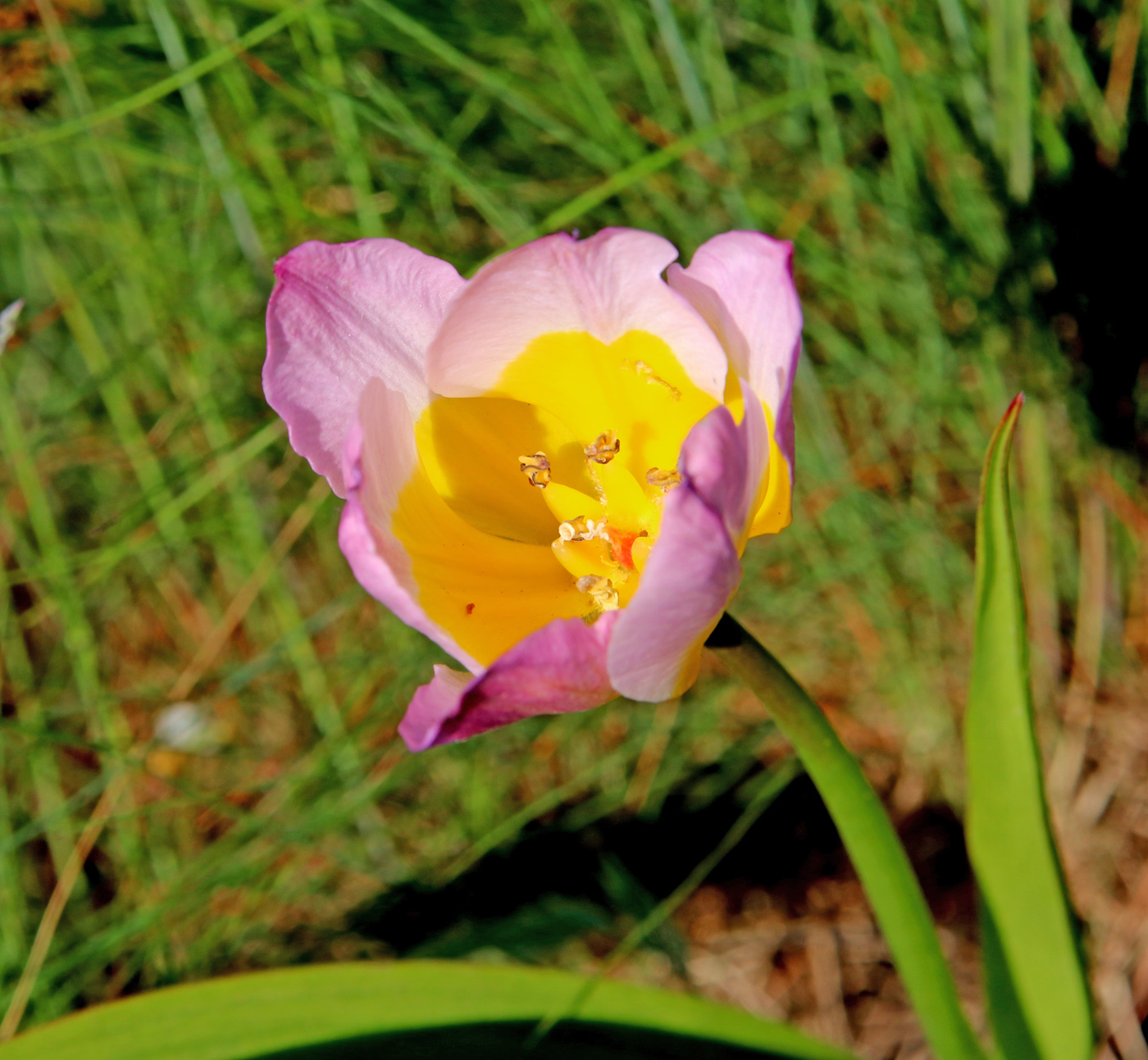 Image of Tulipa saxatilis specimen.