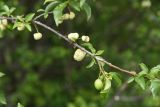 Prunus cerasifera. Ветвь с незрелыми плодами (все, кроме одного справа, поражены грибами). Республика Ингушетия, Джейрахский р-н, около башни Кашети, высота ок. 1800 м н.у.м. 18 июня 2022 г.