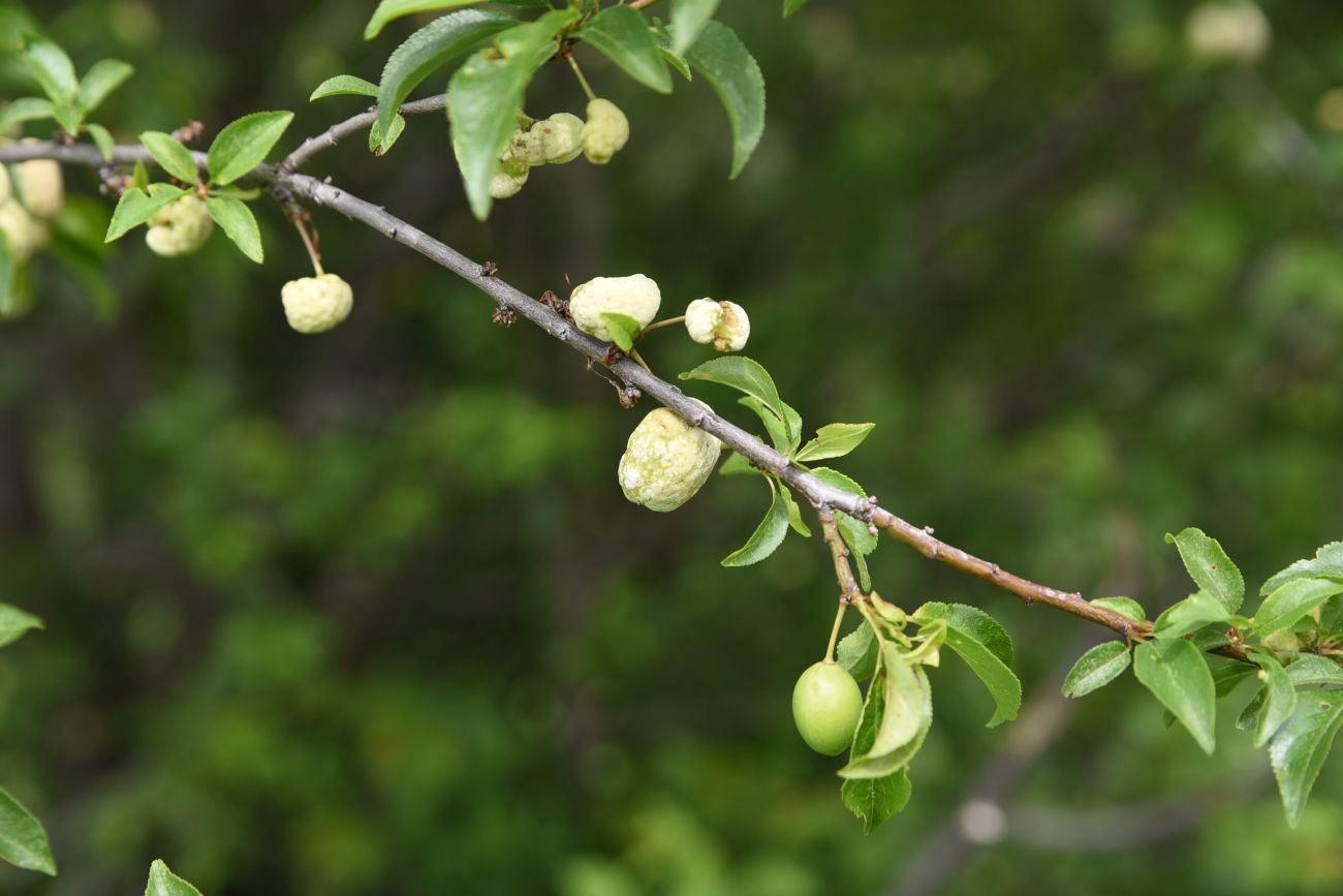 Image of Prunus cerasifera specimen.