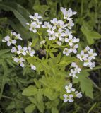 Cardamine amara. Верхушка цветущего растения. Владимирская обл., г. Александров, разнотравный луг в пойме реки Серая. 18.06.2022.