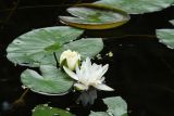 Nymphaea candida