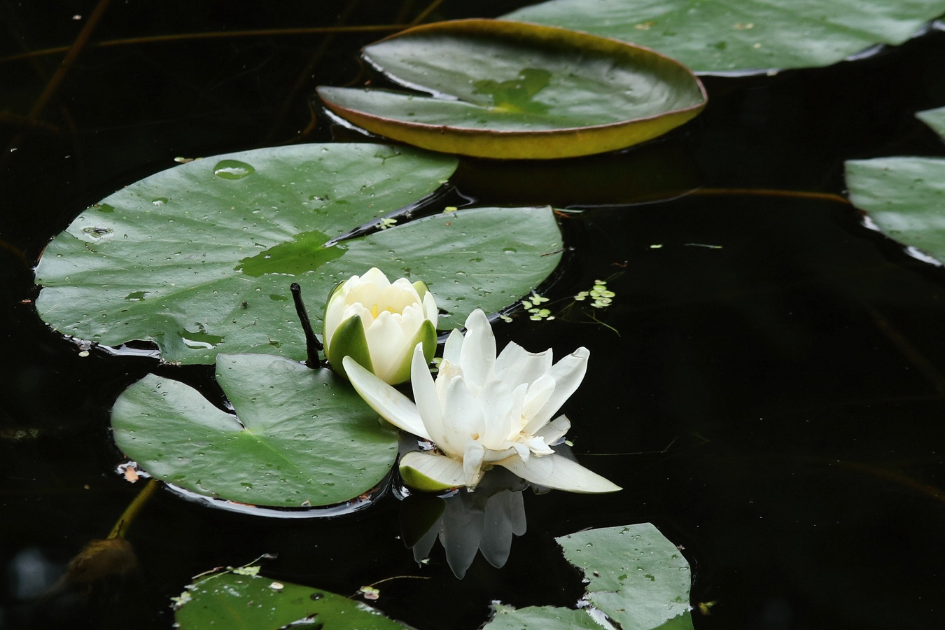 Image of Nymphaea candida specimen.