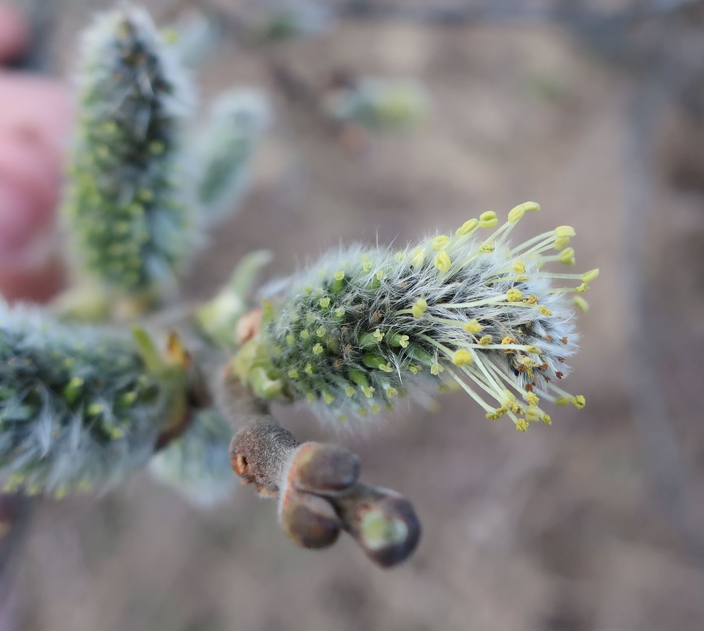 Изображение особи Salix cinerea.