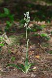 Orchis provincialis. Цветущее растение (высота — 39 см, длина соцветия — 11 см). Краснодарский край, Туапсинский р-н, Новомихайловское г/п, окр. с. Ольгинка, сосново-дубовый лес на приморском склоне. 16 мая 2022 г.