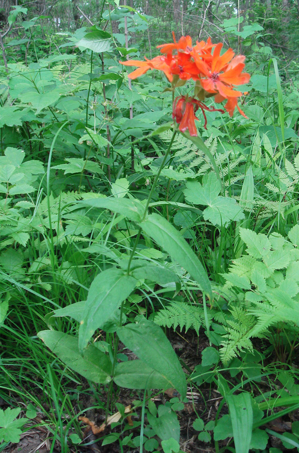 Изображение особи Lychnis fulgens.