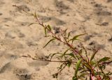 Persicaria hydropiper. Верхушка растения с бутонами. Марий Эл, Медведевский р-н, окр. пос. Куяр, берег р. Малая Кокшага, песчаный участок. 20.08.2022.