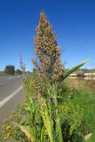 Sorghum bicolor