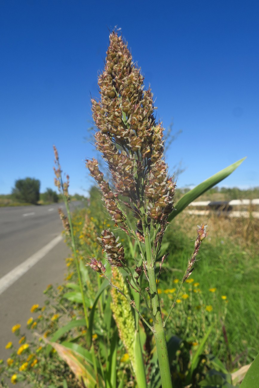 Изображение особи Sorghum bicolor.