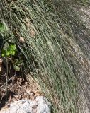 Muhlenbergia ciliata