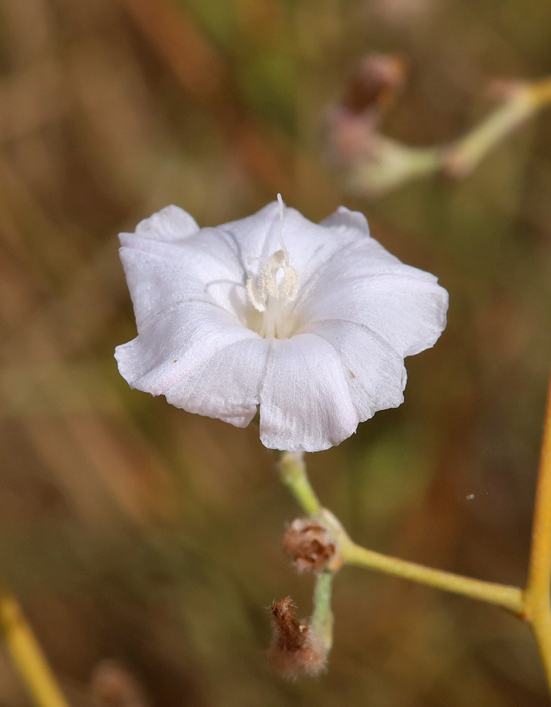 Изображение особи Convolvulus hamadae.