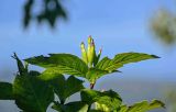 Weigela middendorffiana