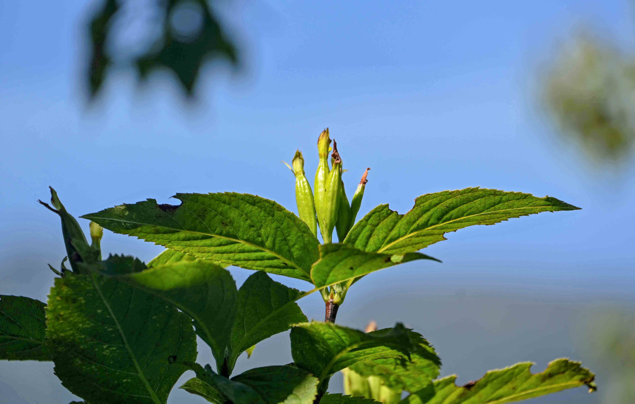 Image of Weigela middendorffiana specimen.