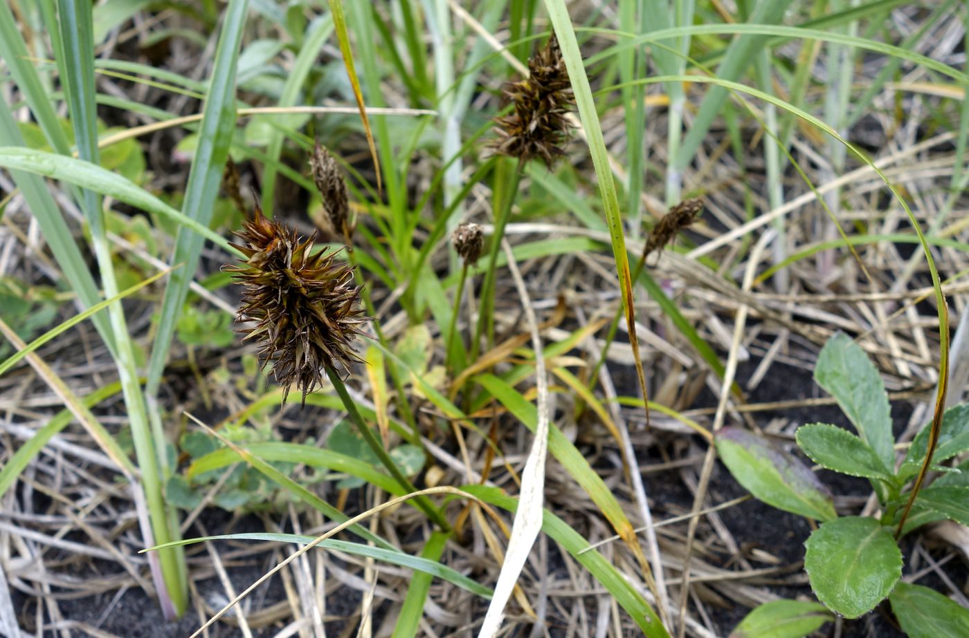 Изображение особи Carex macrocephala.