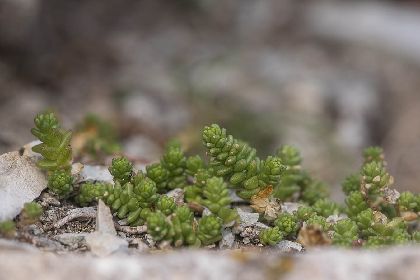 Image of Sedum acre specimen.