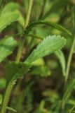 Leucanthemum ircutianum. Стеблевой лист. Мурманская обл., Кольский р-н, долина р. Титовка ниже автодороги А138 Мурманск — Печенга, окр. Мельничных водопадов, верхняя часть склона долины, травяно-кустарничковый березняк, поляна, разнотравный луг. 02.08.2022.