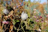 Anemone scabiosa