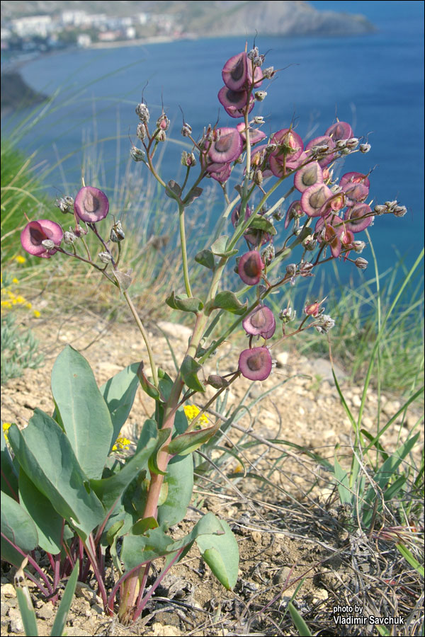 Изображение особи Rindera tetraspis.