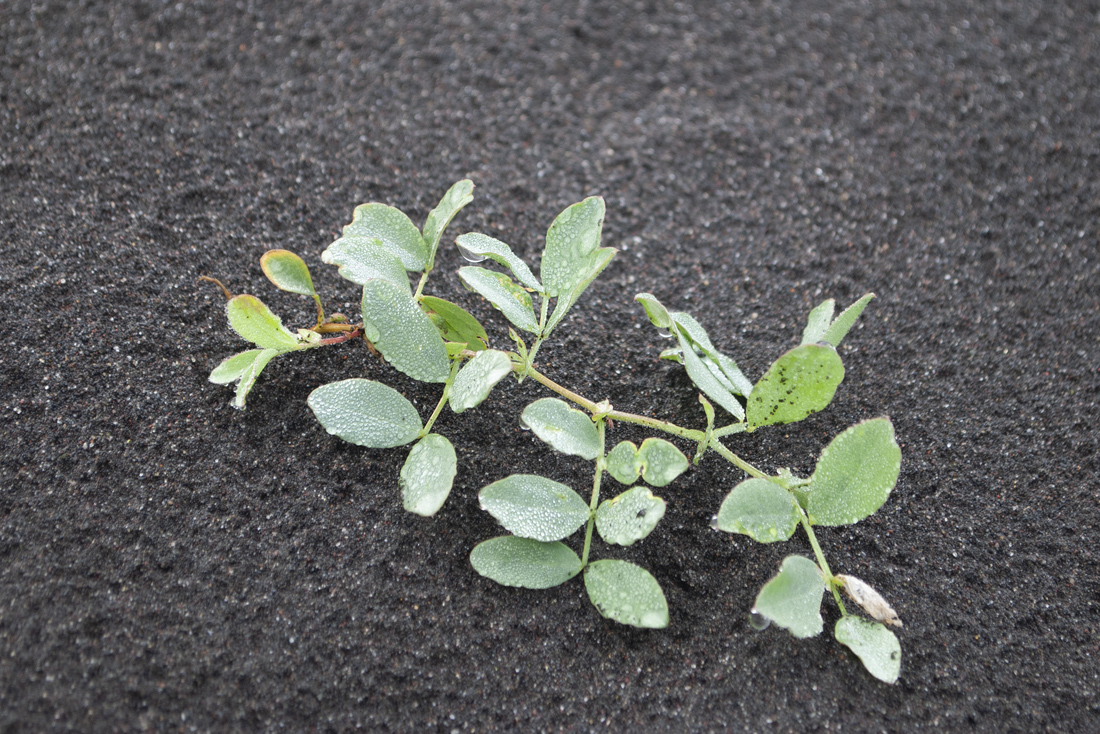 Image of Lathyrus japonicus specimen.