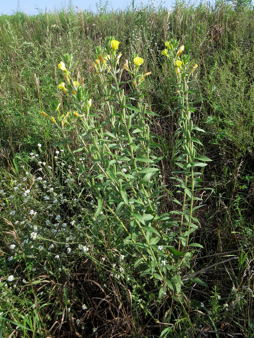 Изображение особи Oenothera depressa.