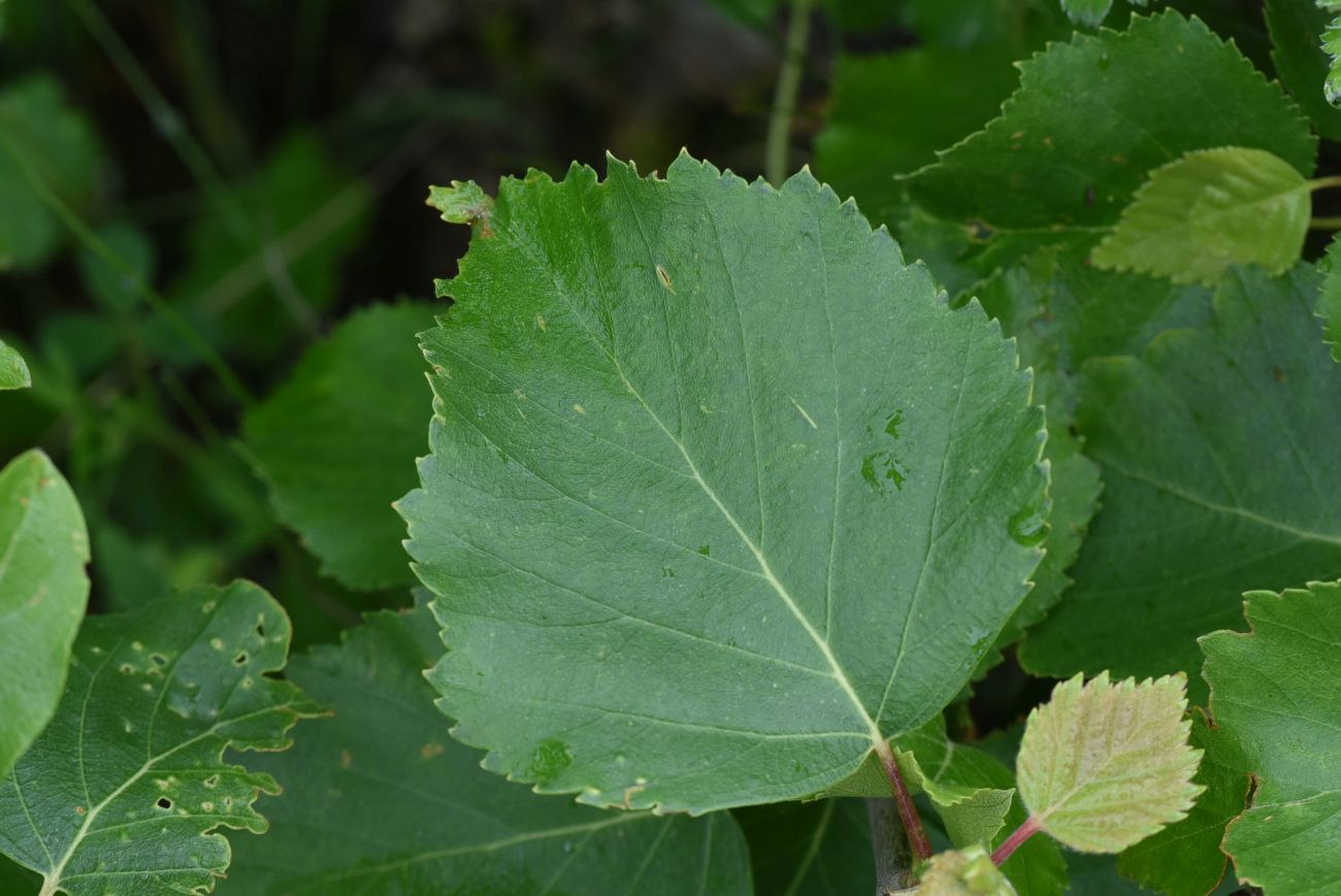 Изображение особи Betula pendula.