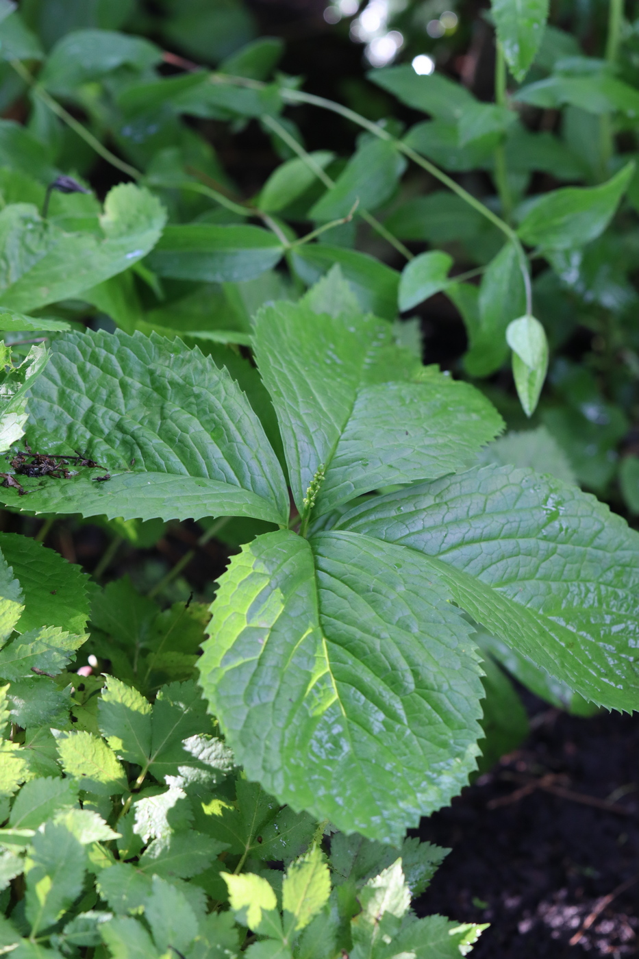 Image of Chloranthus quadrifolius specimen.