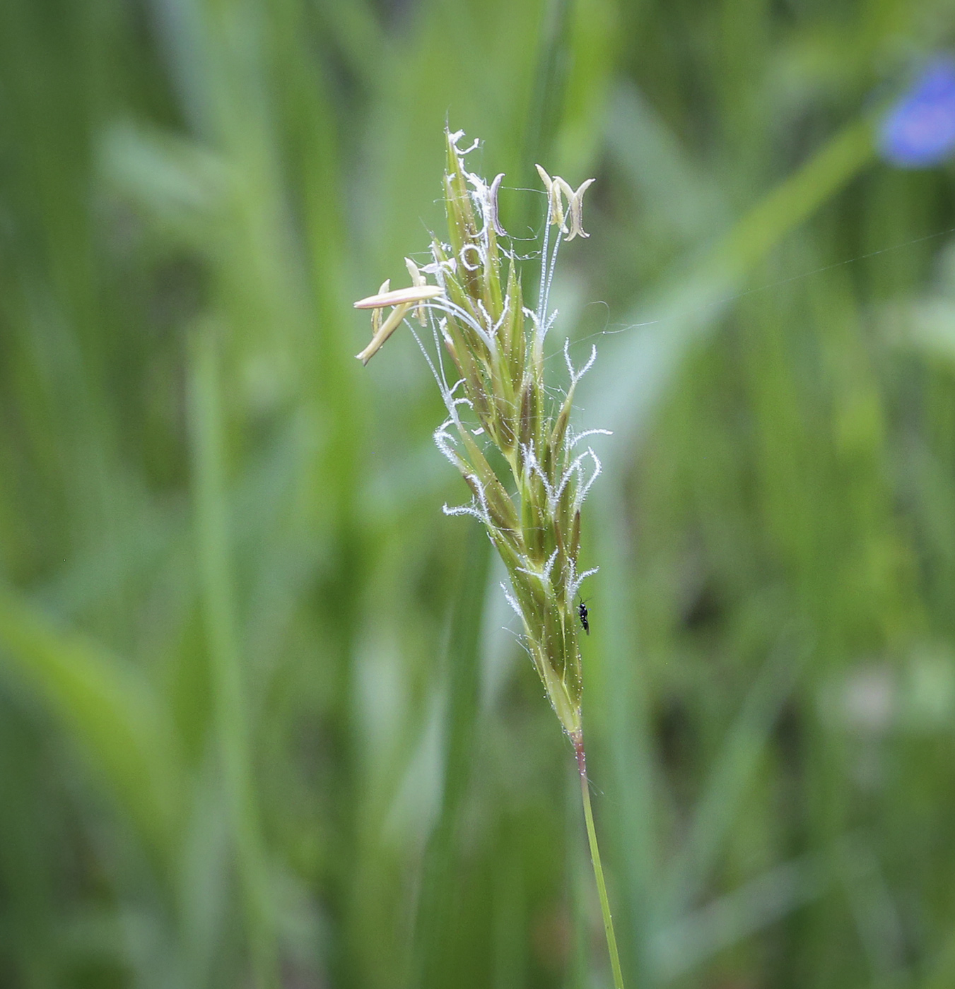 Изображение особи Anthoxanthum odoratum.