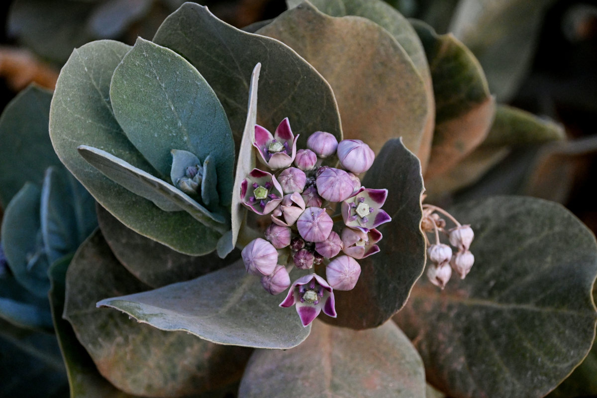 Image of Calotropis procera specimen.