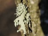 Evernia prunastri. Таллом на стволе дуба (Quercus robur). ДНР, Донецк, балка Бирючья, левый склон, лесные насаждения. 04.03.2023.