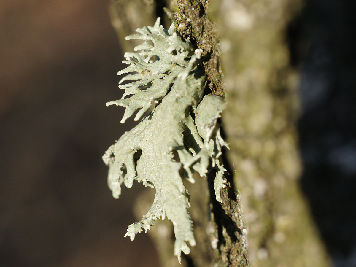 Image of Evernia prunastri specimen.