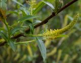 Salix triandra