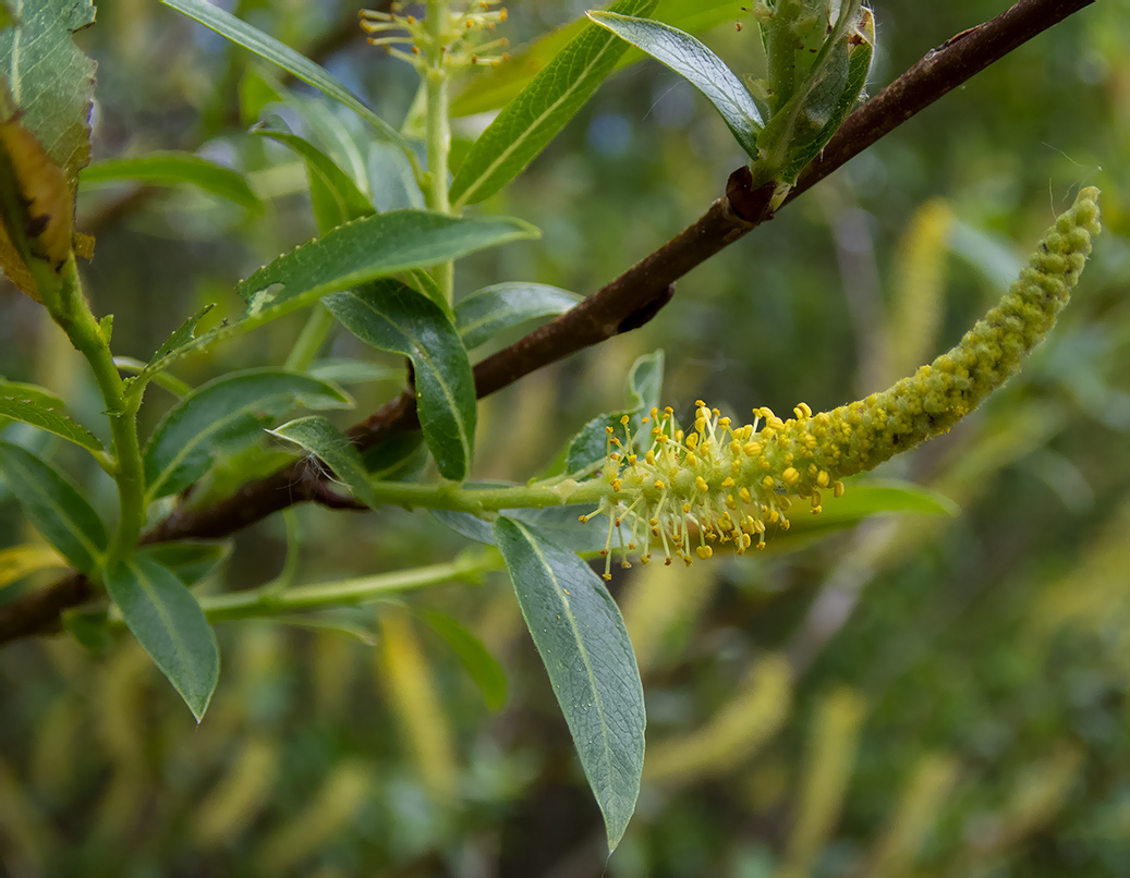 Image of Salix triandra specimen.