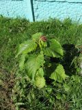 Persicaria orientalis