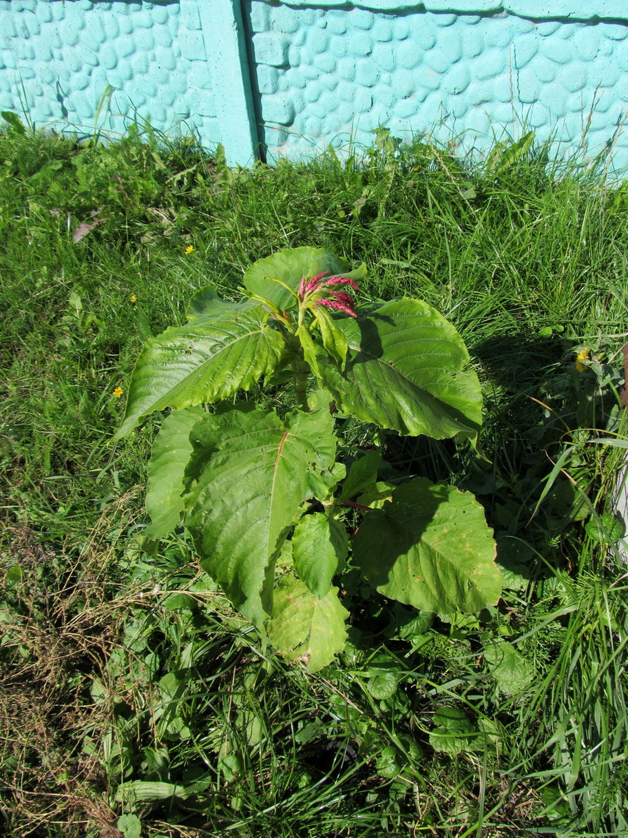 Image of Persicaria orientalis specimen.