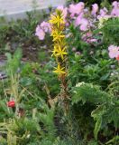 Asphodeline lutea. Соцветие с цветками и завязавшимися плодами. Краснодарский край, Анапский муниципалитет, г. Анапа, р-н Горгиппия, цветник у жилого дома. 01.06.2021.