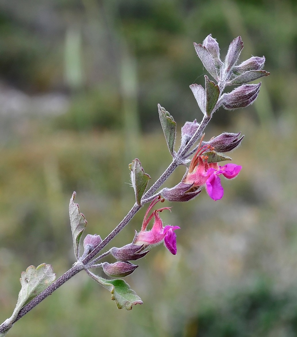 Image of Teucrium divaricatum ssp. canescens specimen.