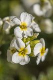 Arabis caucasica