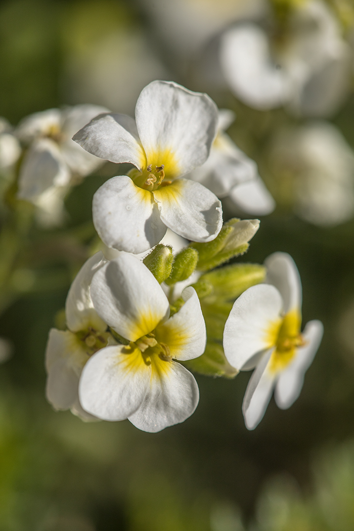 Image of Arabis caucasica specimen.