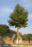 Platanus orientalis. Взрослое дерево. Болгария, Бургасская обл., село Оризаре, в культуре. 14.09.2021.