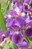 Iris germanica. Цветки. Краснодарский край, Черноморское побережье Кавказа, г. Новороссийск, в культуре. 26 апреля 2023 г.