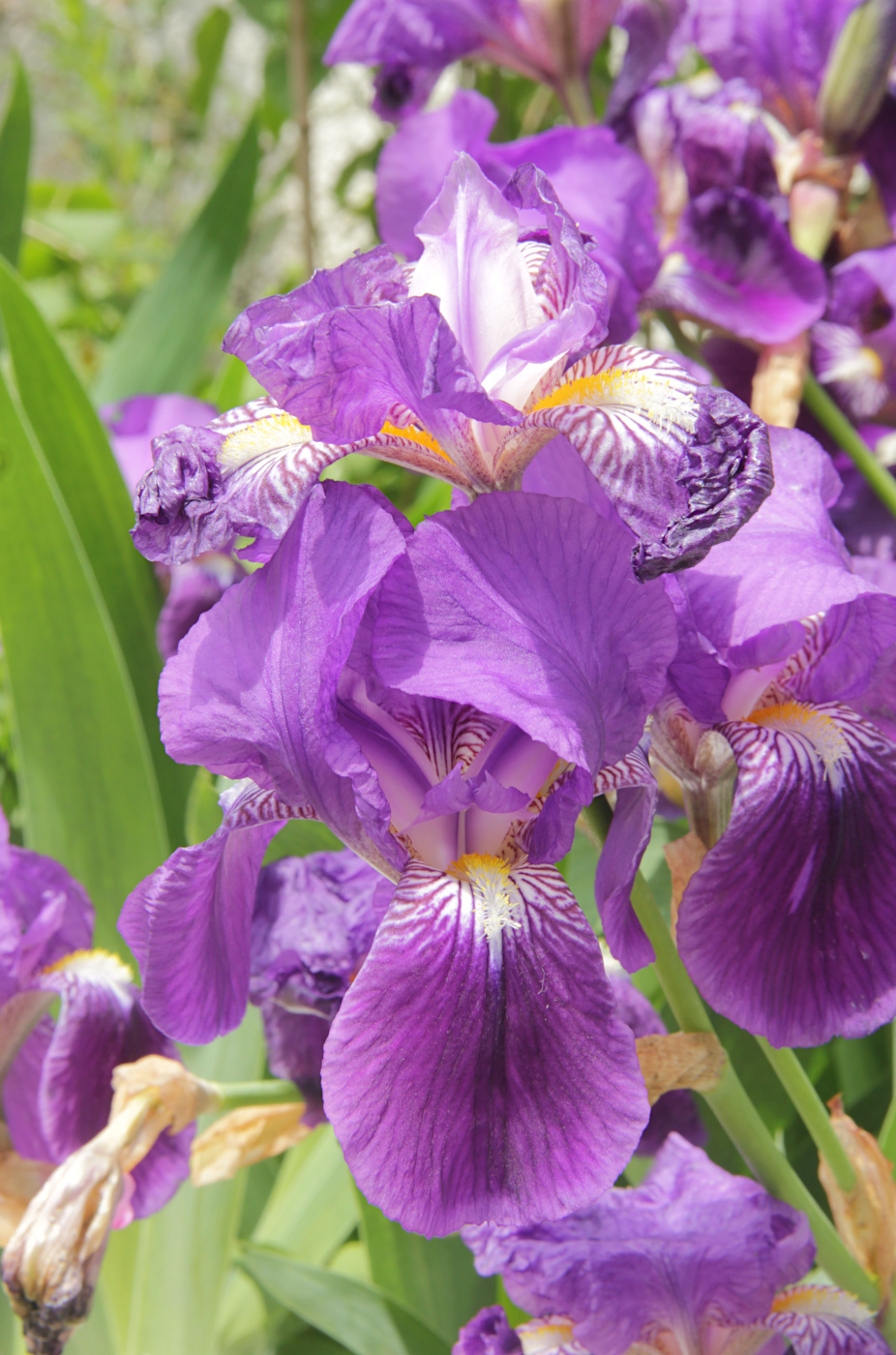 Изображение особи Iris germanica.