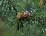 Pinus sylvestris. Верхушка побега с микростробилами, созревшая шишка и капли дождя на иглах. Московская обл., Раменский р-н, окр. дер. Хрипань, садовый участок. 26.05.2023.