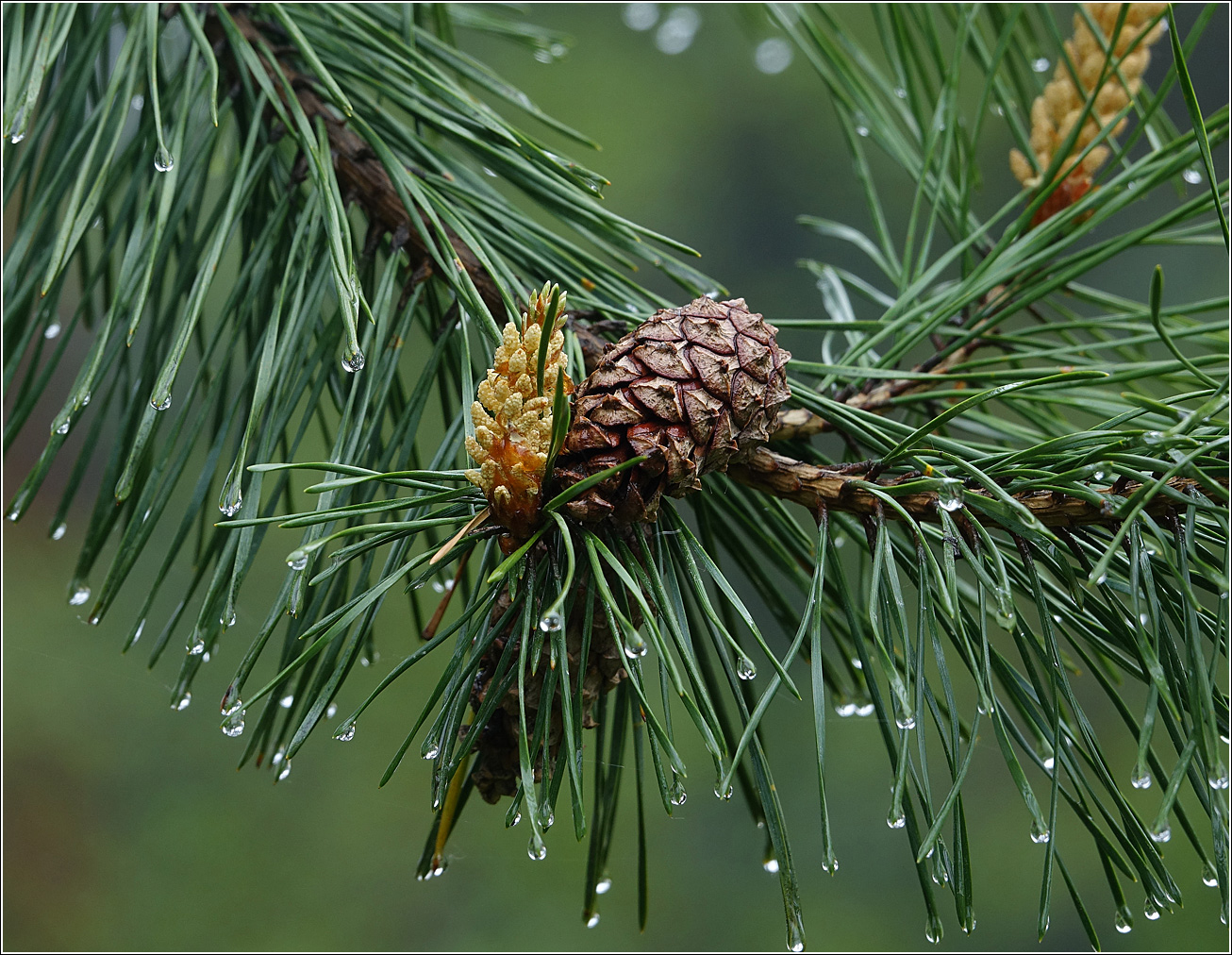 Изображение особи Pinus sylvestris.