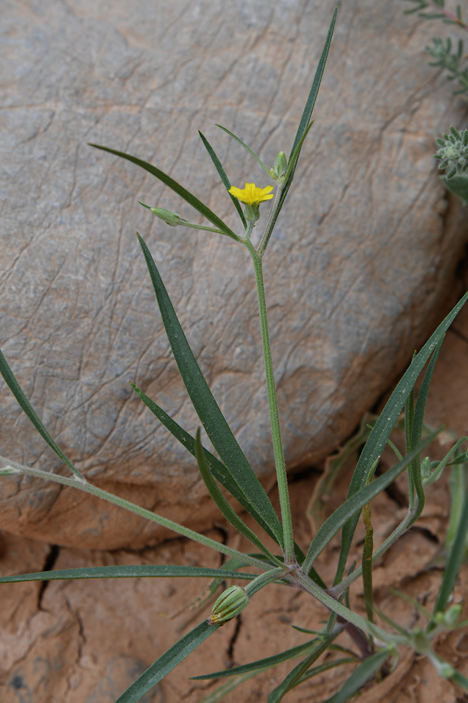 Изображение особи Koelpinia linearis.