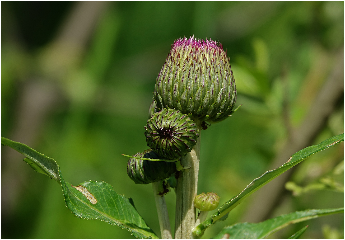 Изображение особи Cirsium heterophyllum.