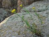 Achillea glaberrima. Цветущее растение на гранитной глыбе. Украина, Донецкая обл., Володарский р-н, заповедник \"Каменные Могилы\". 13.06.2007.