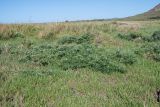 Crotalaria grahamiana