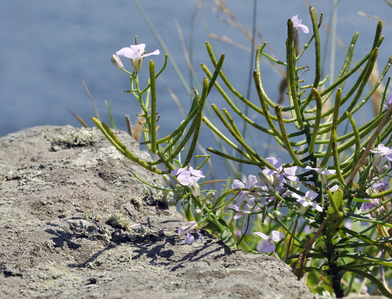 Image of Dontostemon dentatus specimen.