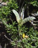 Genista pilosa